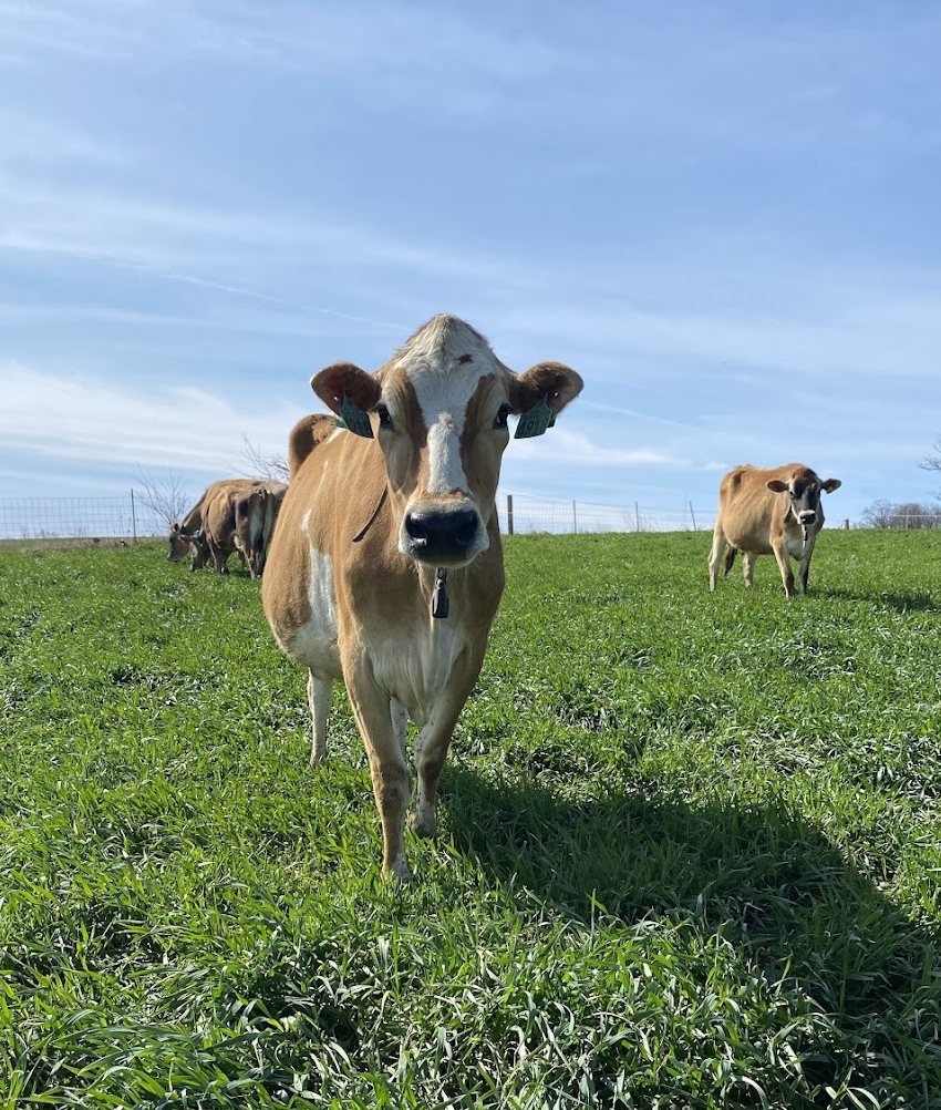 When the Grass Grows, the Milk Flows!