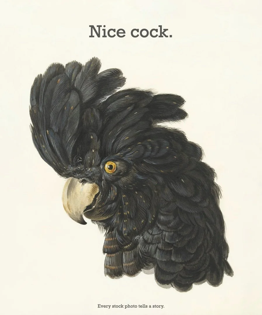 cocks.001.jpeg