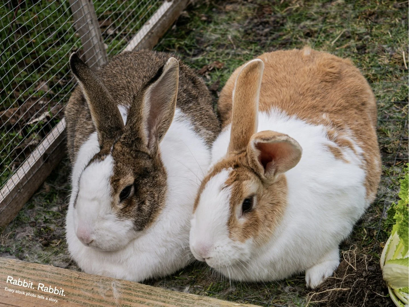 sept bunnies .001.jpeg