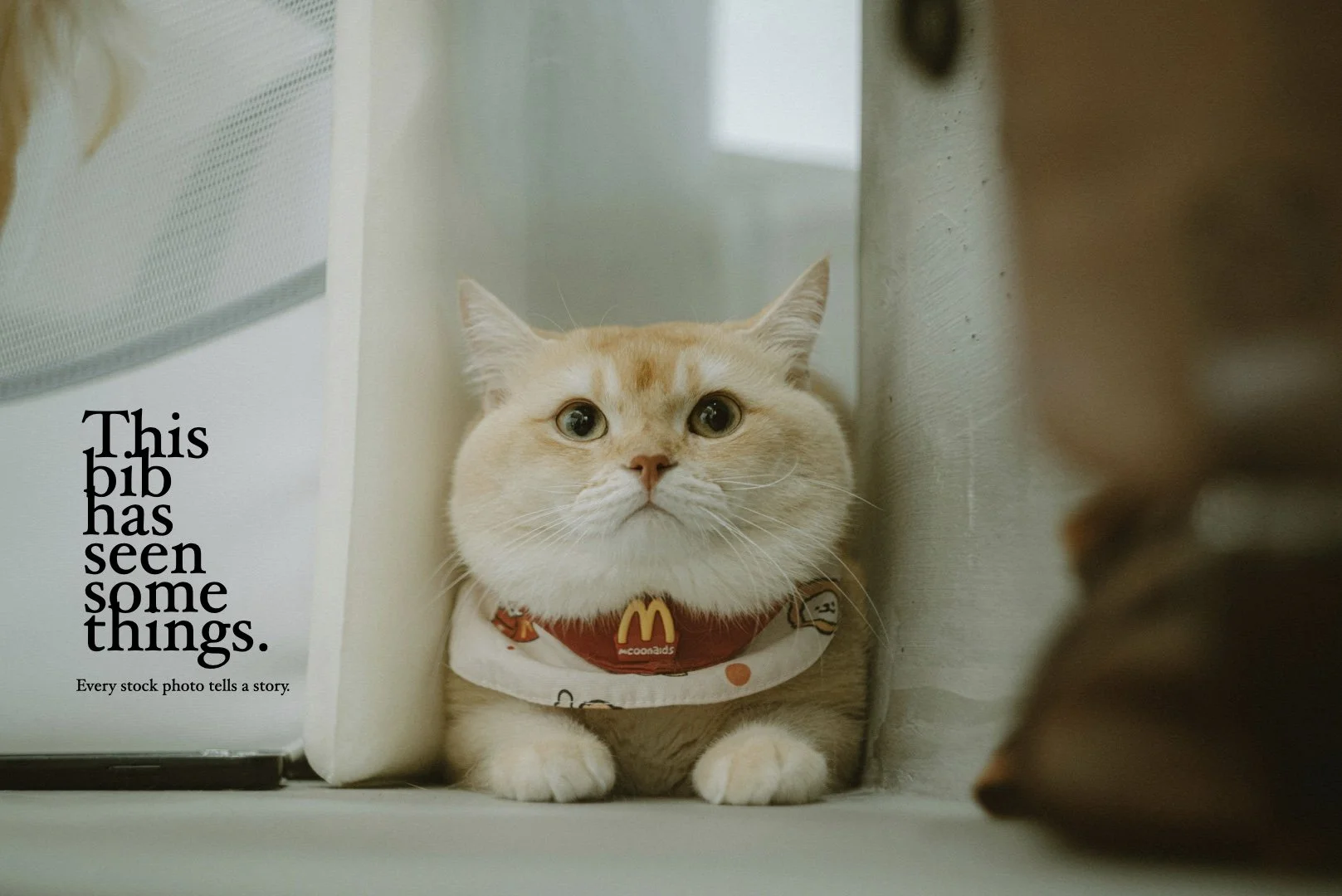 mcdCAT.001.jpeg