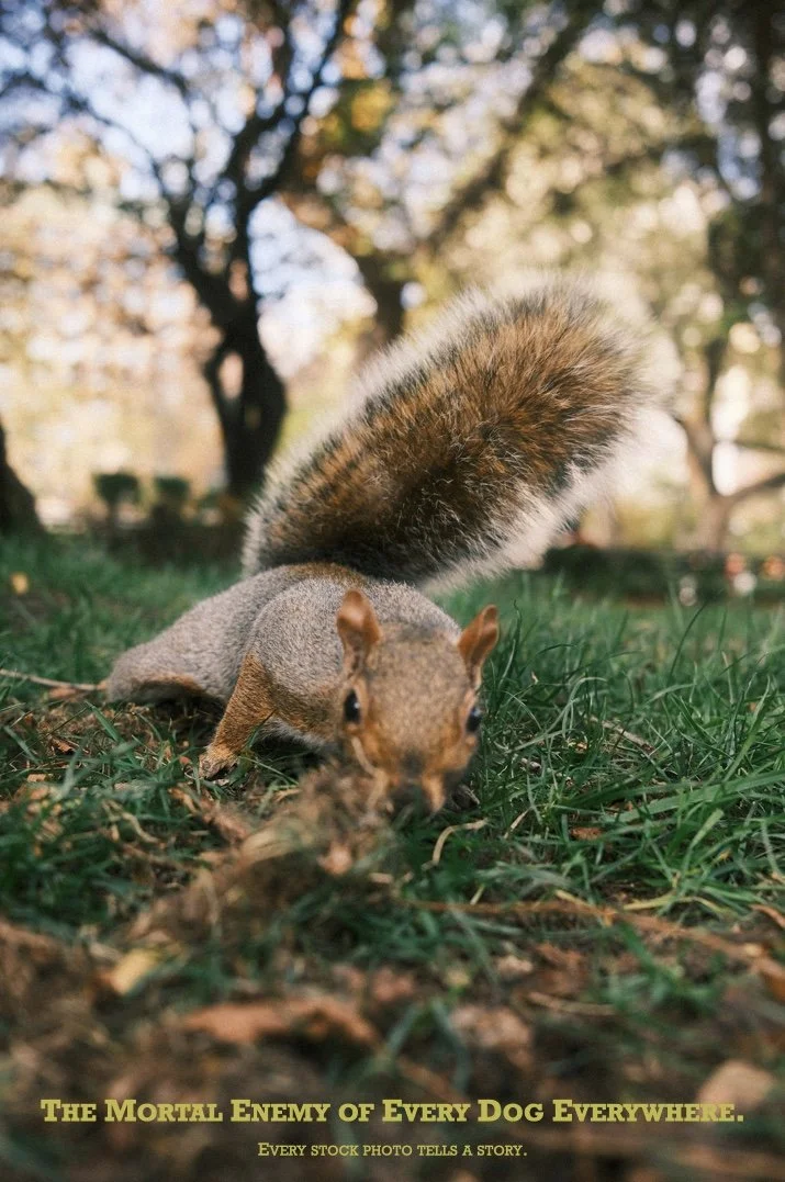 squirrels.001.jpeg