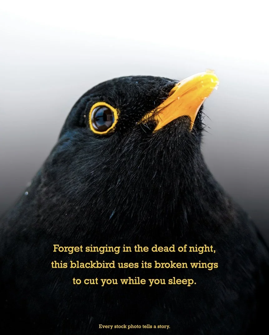 blackbird.001.jpeg