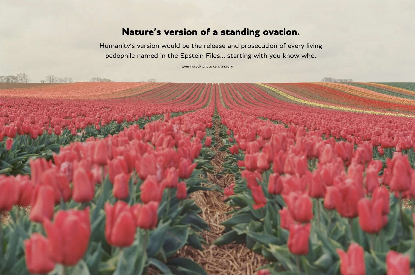tulips.001.jpeg