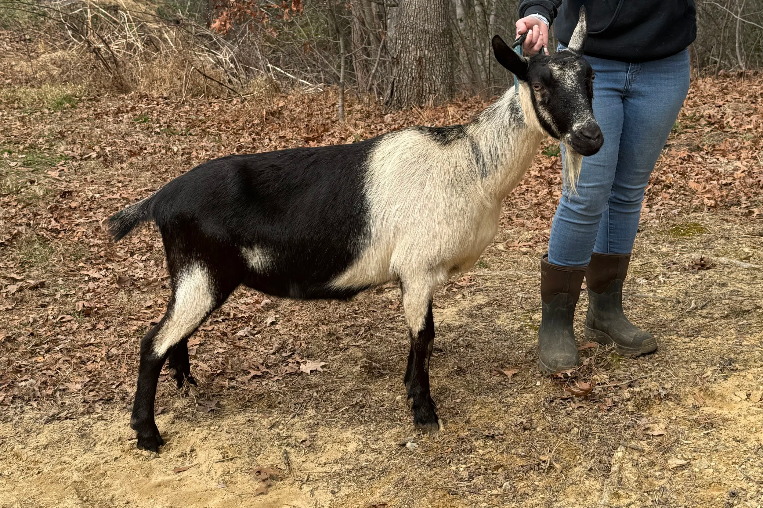 Ranchocabra Island Stream