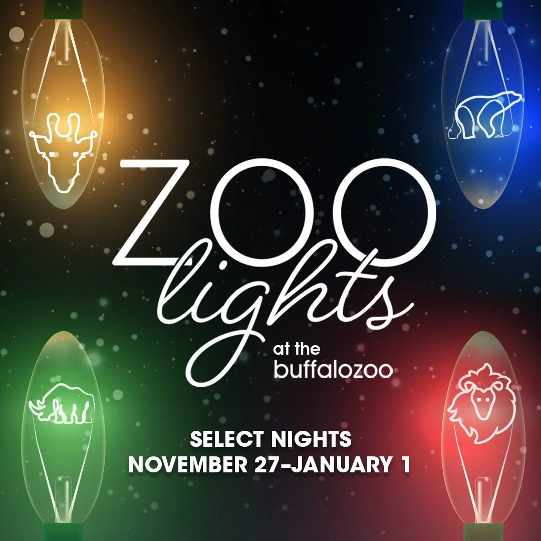 ZooLightsAd_1080x1080_1.jpg