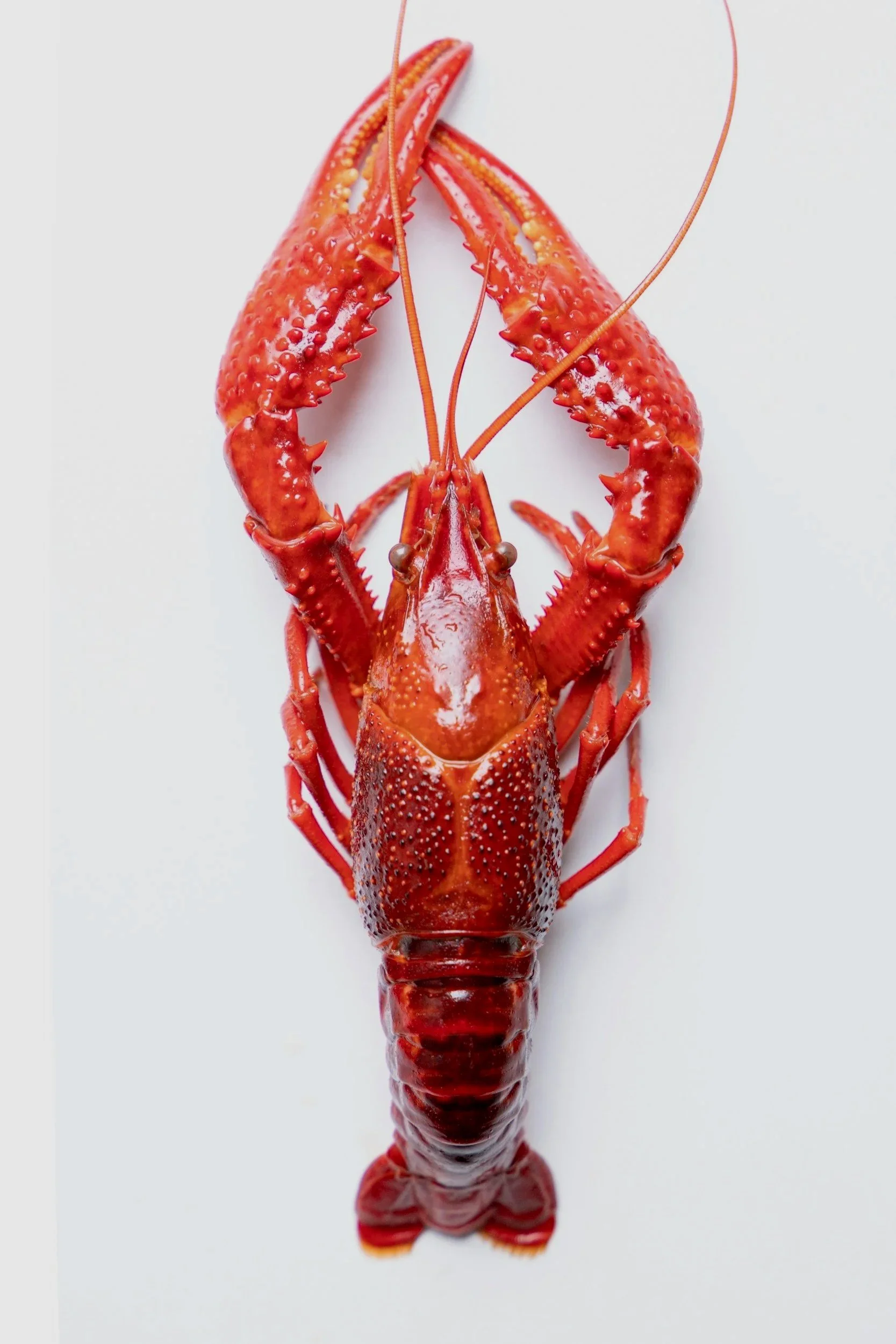 cooked lobster