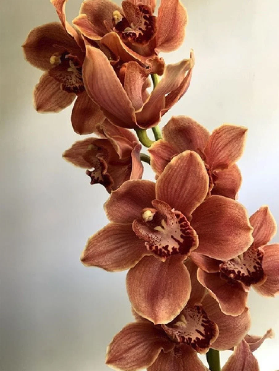 peach flowers