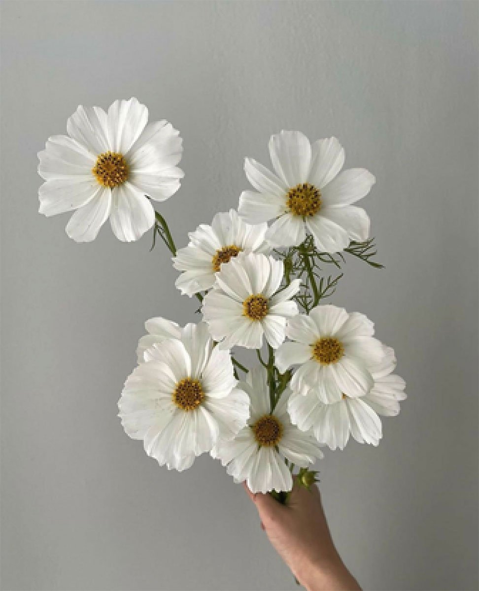white flowers