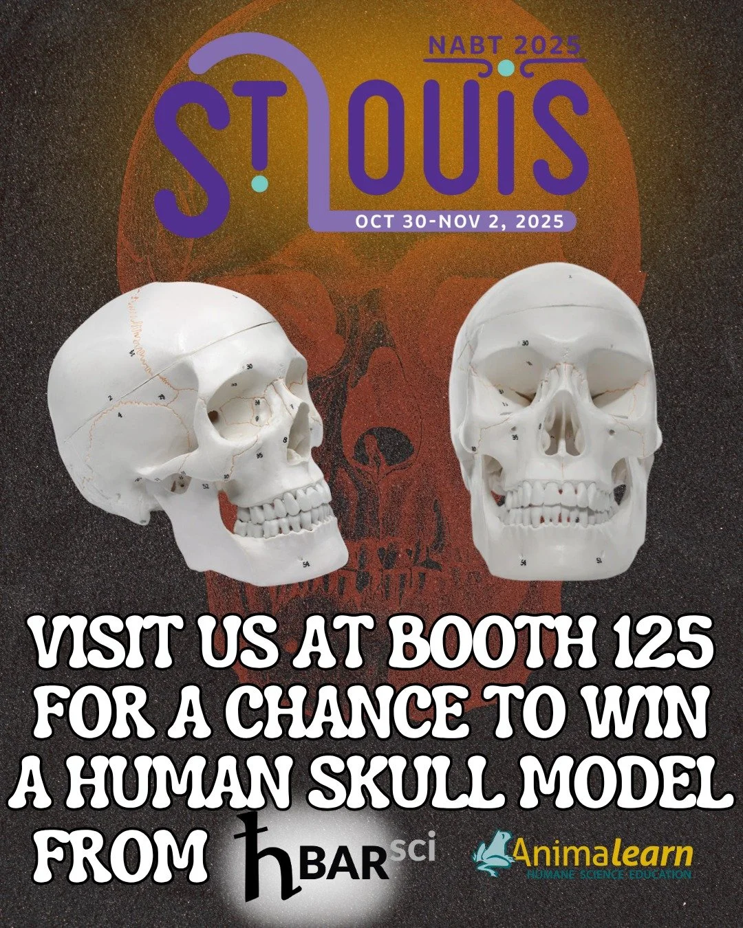 Visit us at the @nabt_offical Conference in #StLouis this week at Booth 125 for your chance to win this 💀 #Human #Skull Model giveaway from our partner, @hbarsci!

#NABT2025 #humanescience #humaneeducation #teachers #scienceeducation #dissectiondoes
