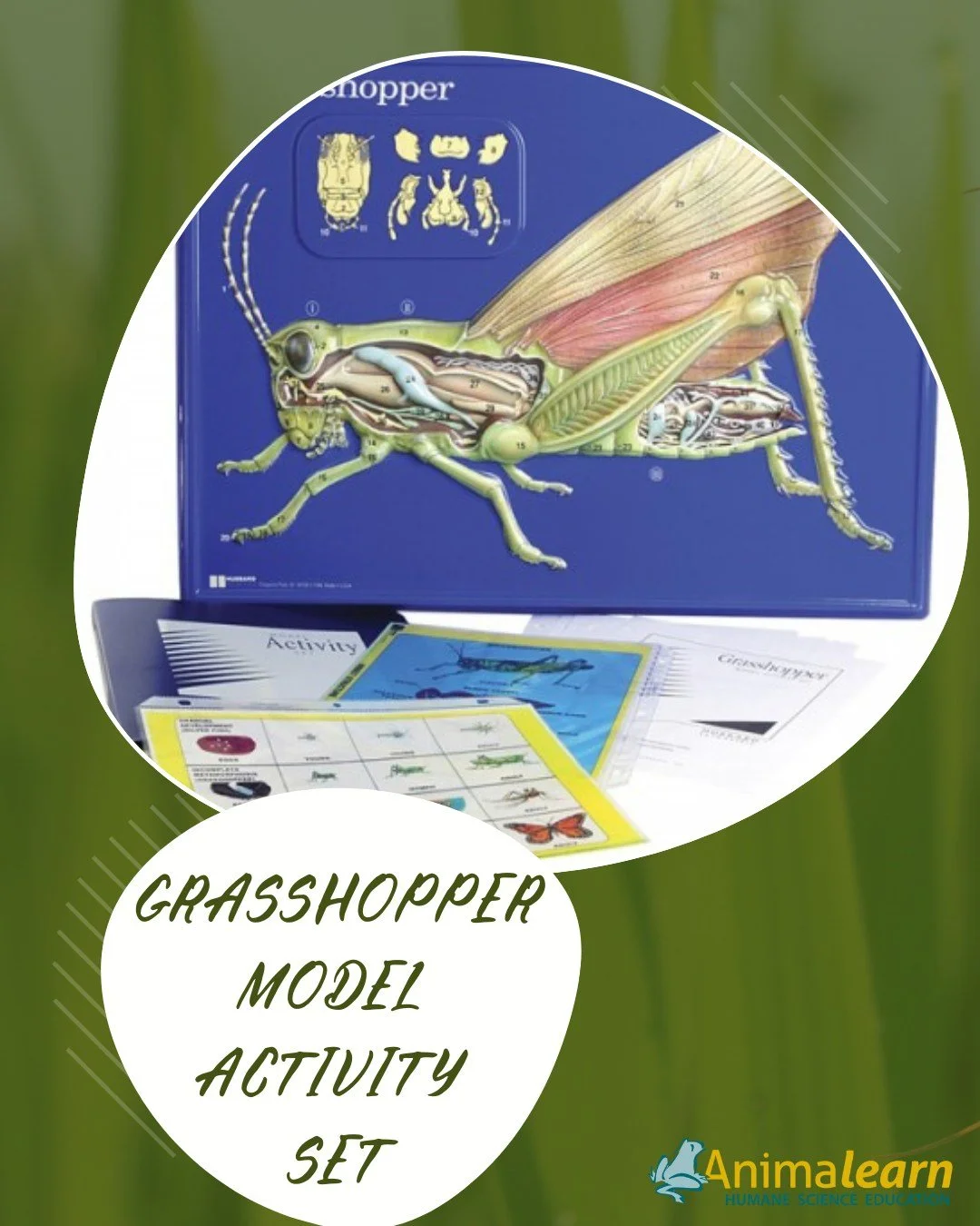 #ModelMonday🦗Get a jump on #humane #science &amp; #anatomy with the #Grasshopper Model Activity Set! Borrow from The Science Bank for Free!🦗

#insect #insects #grasshoppers #humanescience #humaneeducation #teachers #scienceeducation #dissectiondoes