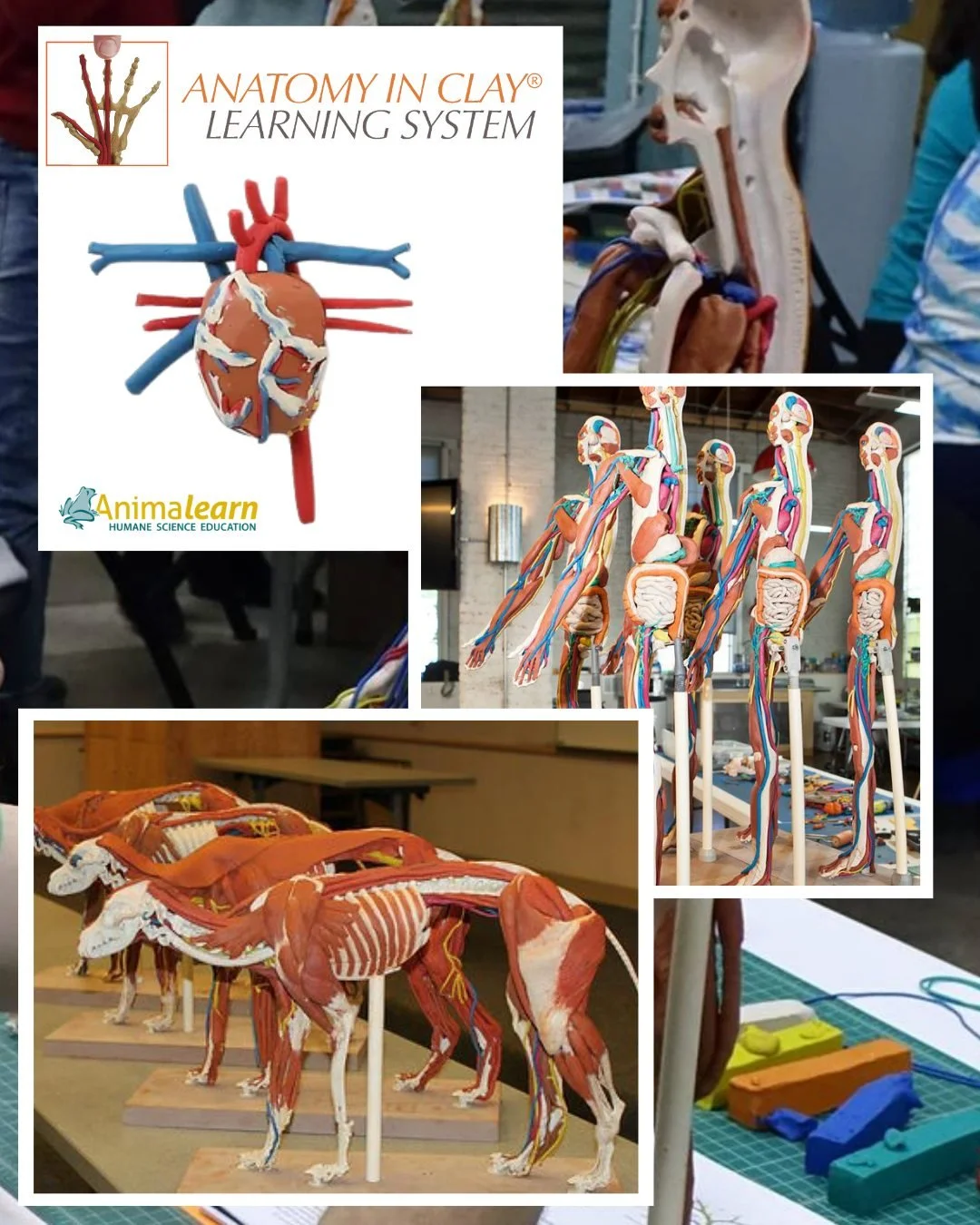 An @anatomyinclay #learning system would be a great gift for the #humane #educator in your life. Humane #anatomy for #teachers and #students!

#humanescience #humaneeducation #scienceeducation #dissectiondoesntcutit #putthelifebackinlifescience #anim