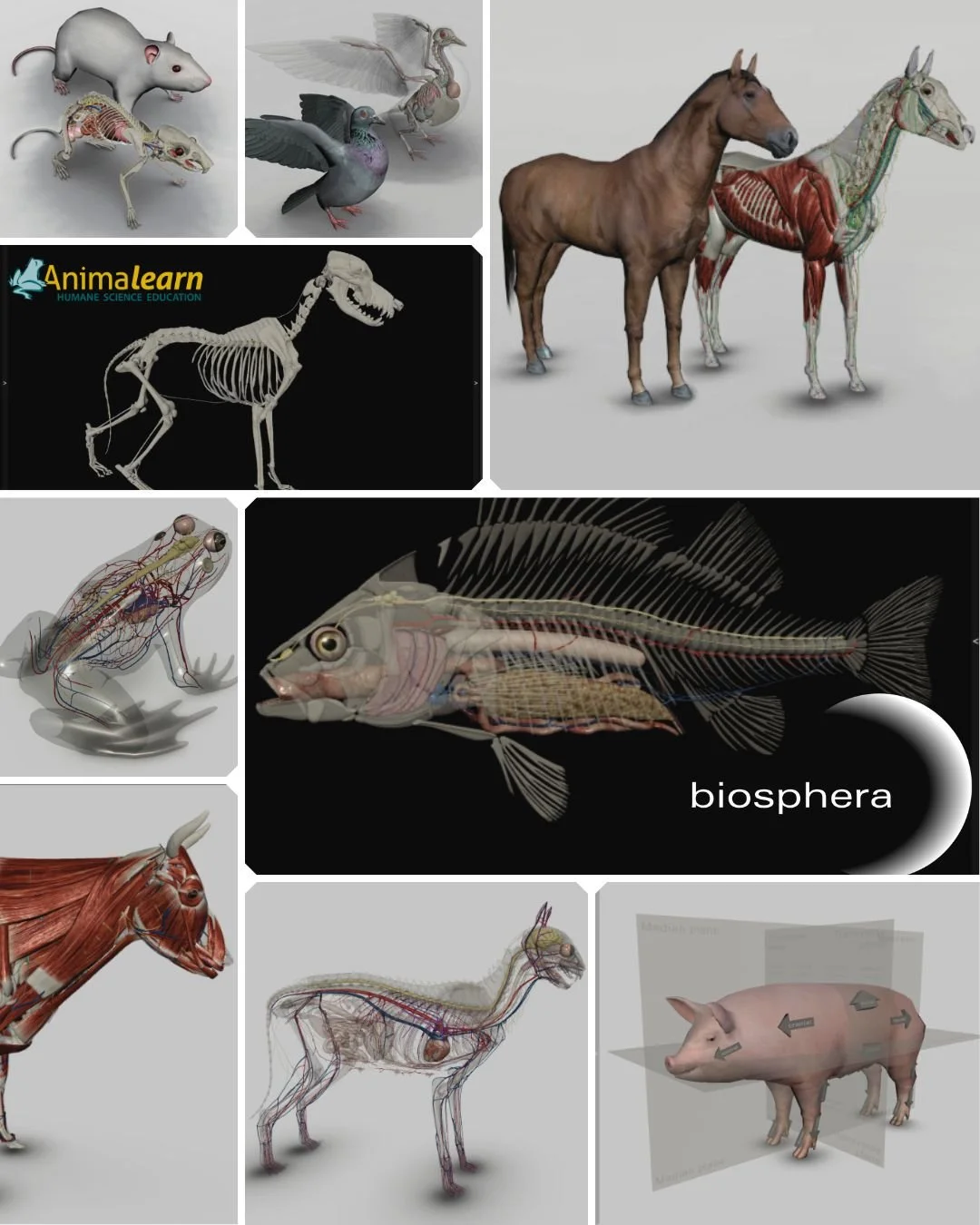 #TechTuesday Check out our partner, @biosphera3d, for some #tech-friendly #animal #anatomy software! There are now 14 models available, including #caprine and #human!

#goat #human #horse #dog #cat #rat #fish #cow #frog #pig #bird #edtech #humanescie