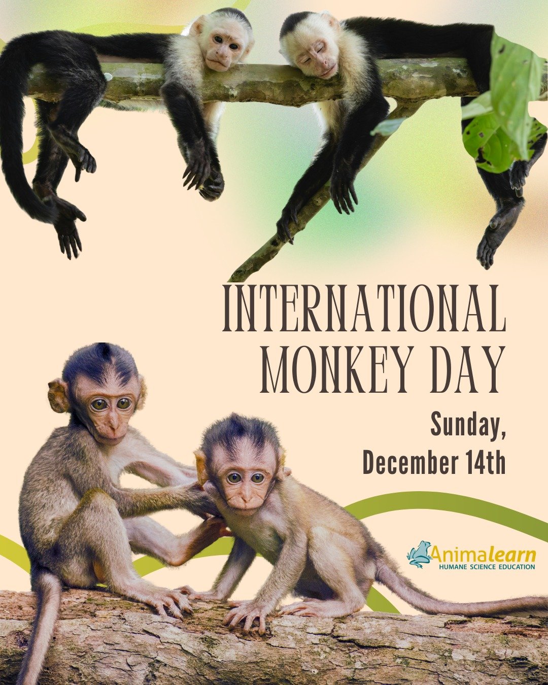 Sunday, December 14th is #InternationalMonkeyDay! 🐵 You can celebrate our ingenious #primate pals by standing up against the use of #monkeys in research and testing! 🐒

#monkey #humanescience #humaneeducation #teachers #scienceeducation #dissection