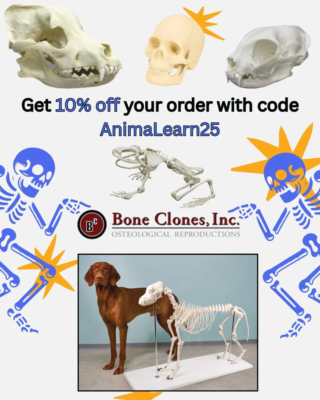 Our friends at @bone_clones  are offering 10% off your purchase with code AnimaLearn25! 💀 Don't miss out on these bone-afide savings! 🦴Visit https://boneclones.com/ for all #osteological #reproductions!

#bone #bones #skeleton #skull #skulls #human