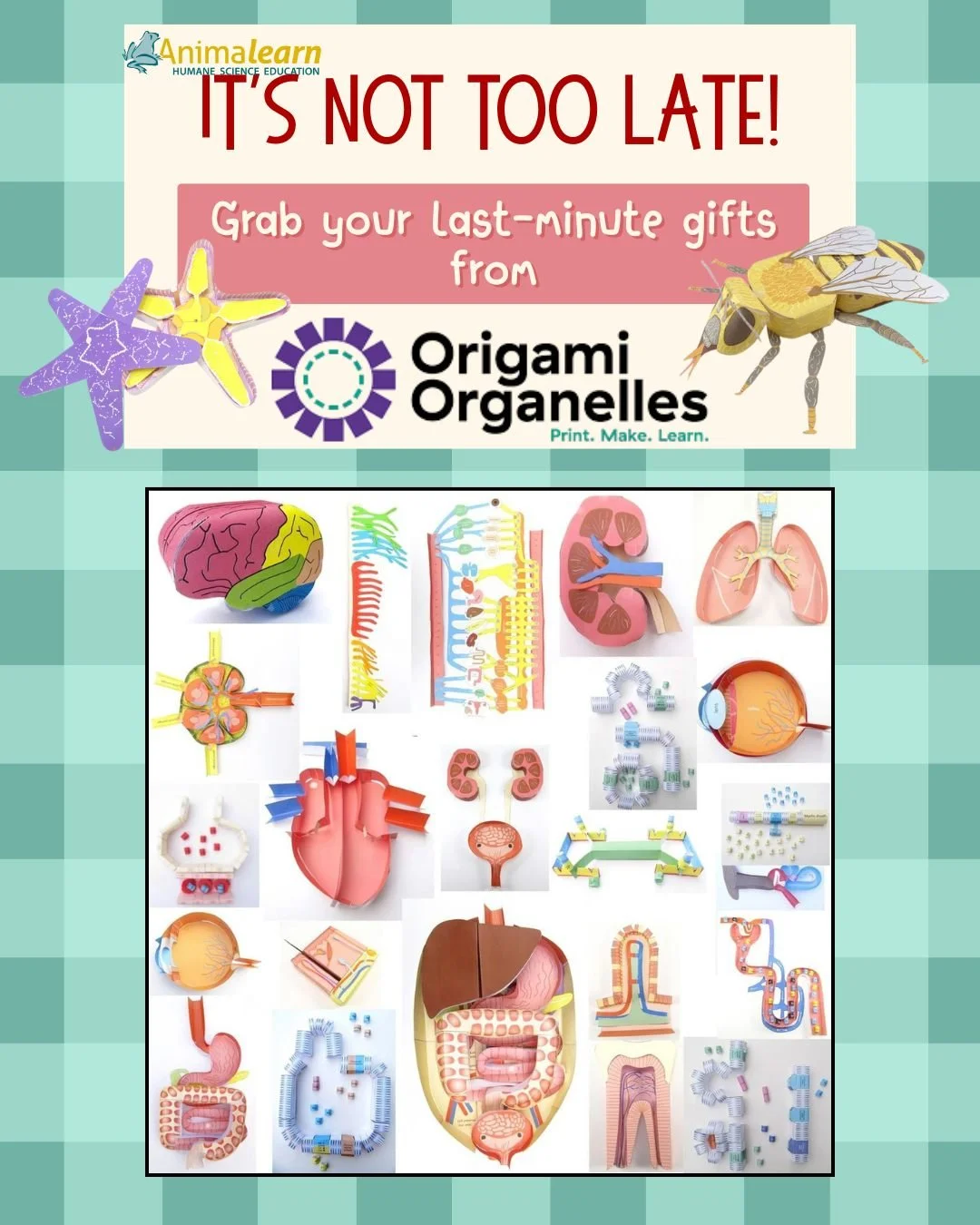 Did you forget to get a gift for your favorite #humane #science #education lover? Fret not, @origamiorganelles has you covered. As soon as you purchase a model, it's immediately delivered to your inbox and you can use it forever! Visit www.origamiorg
