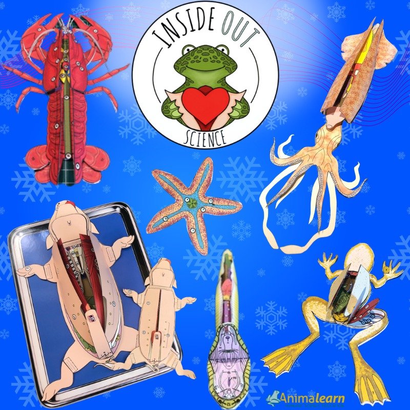 Did you know that you can get a #3D #paper #dissection model immediately from @inside_out_science AND you can get 20% off ALL products with code WINTER20? Sounds perfect for the #humane #science #educator in your life. 

#humanescience #humaneeducati