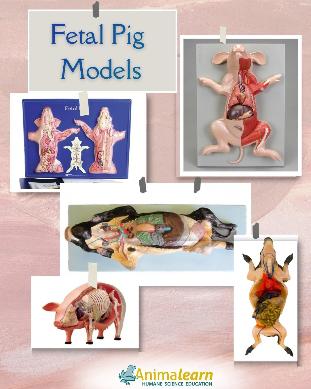 #ModelMonday The #Science Bank has a variety of  Fetal #Pig Models available to borrow for FREE. Say  No! to #animal dissection and Yes! #humane alternatives. 🐷

#pigs #humanescience #humaneeducation #teachers #scienceeducation #dissectiondoesntcuti