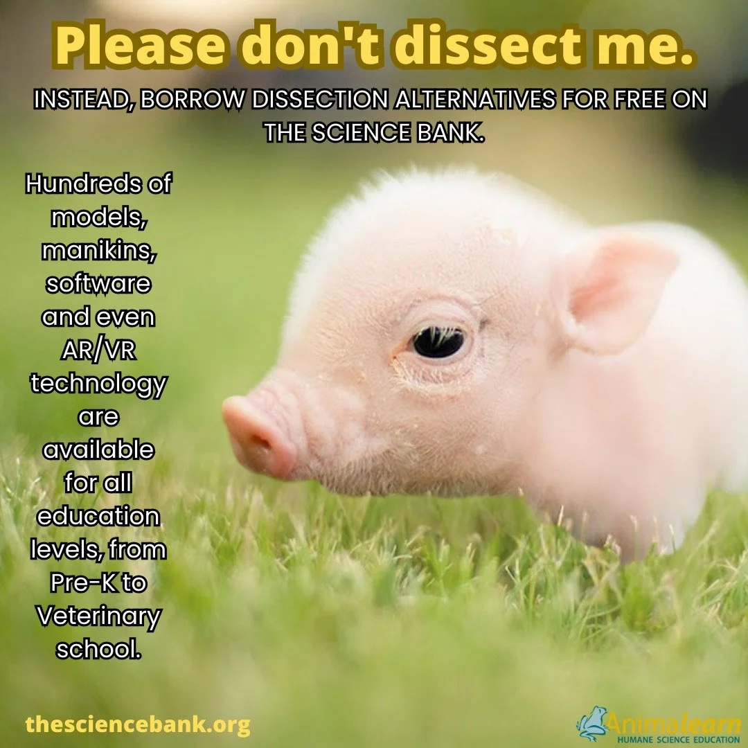 #ThrowbackThursday Learn about #anatomy without causing harm to #animals. Borrow a #humane alternative or use #virtual resources!! 🐸🐷😺

#pig #pigs #piglet #humanescience #humaneeducation #teachers #scienceeducation #dissectiondoesntcutit #puttheli
