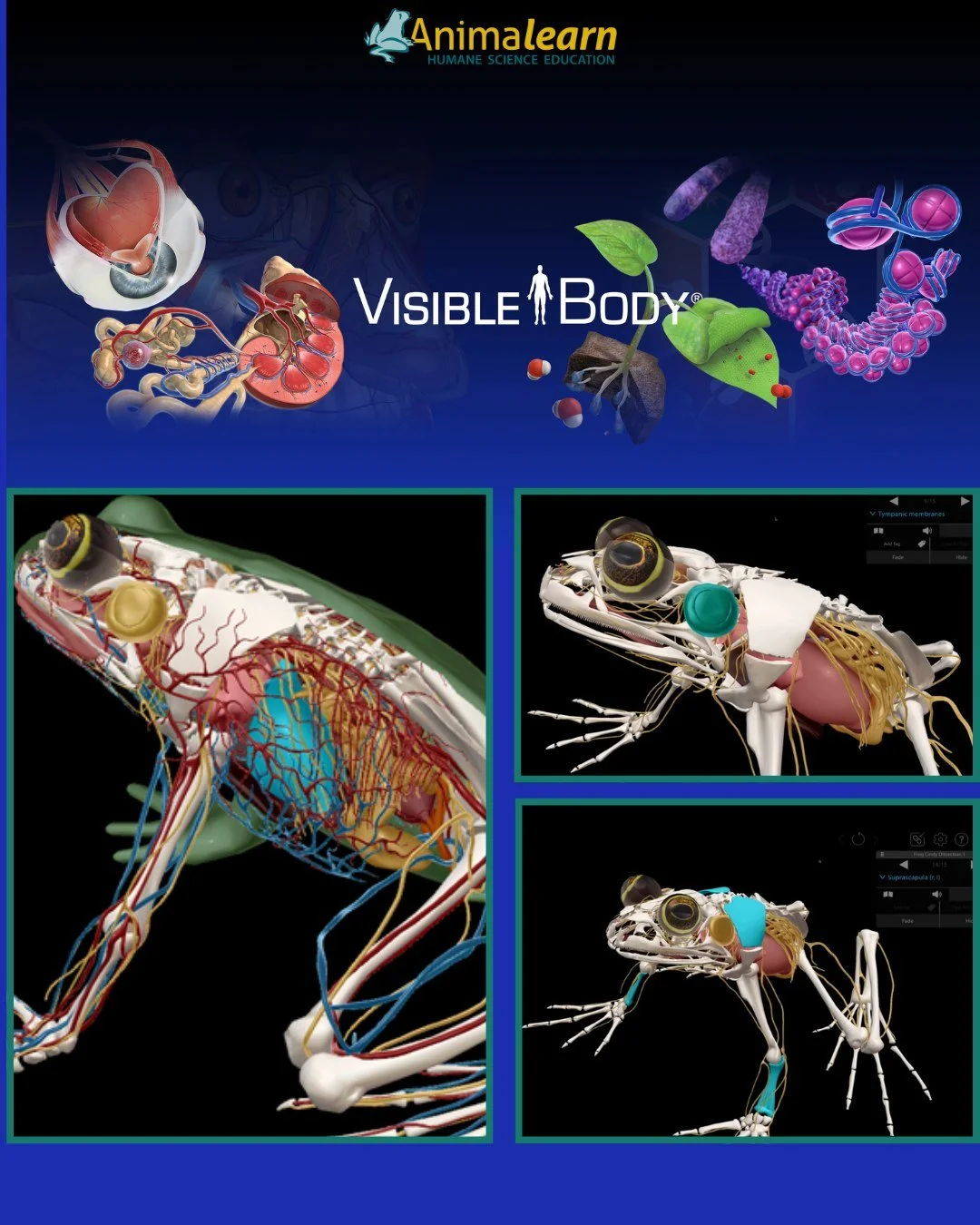#TechTuesday Check out Visible #Biology by @visible.body. They offer an interactive #3D #frog #dissection model that lets #students study #animal form and function in a whole new way! 🐸

#edtech #frogs #humanescience #humaneeducation #teachers #scie