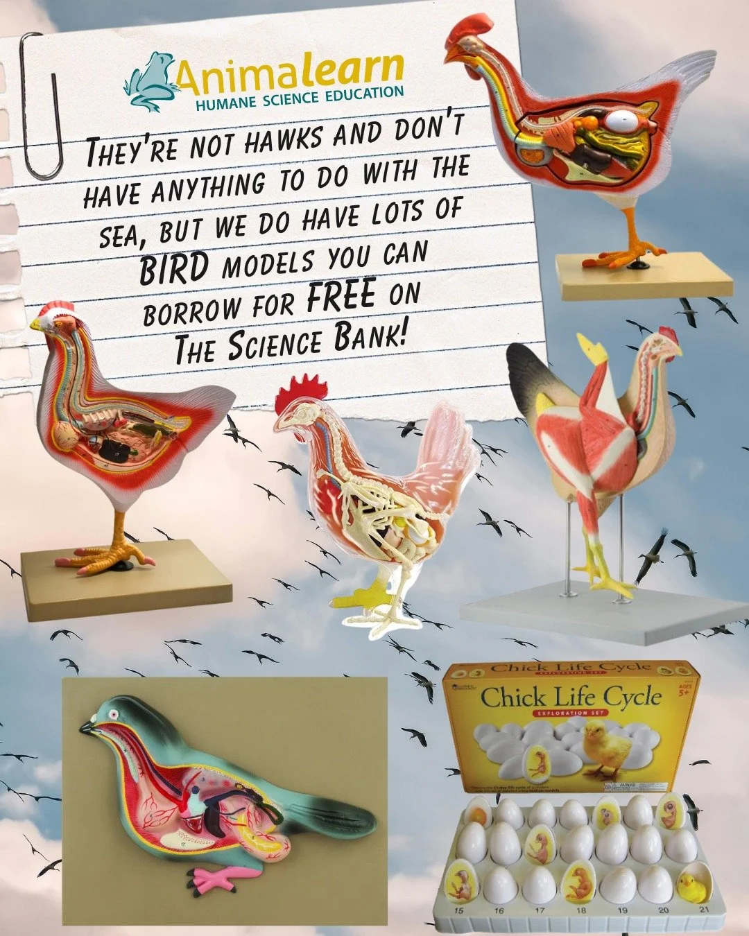 #ModelMonday 🦅 We support the #humane treatment of all #bird species. 🐦 Borrow a humane bird model for FREE on The #Science Bank. 🐤🐔

#birds #humanescience #humaneeducation #teachers #scienceeducation #dissectiondoesntcutit #putthelifebackinlifes