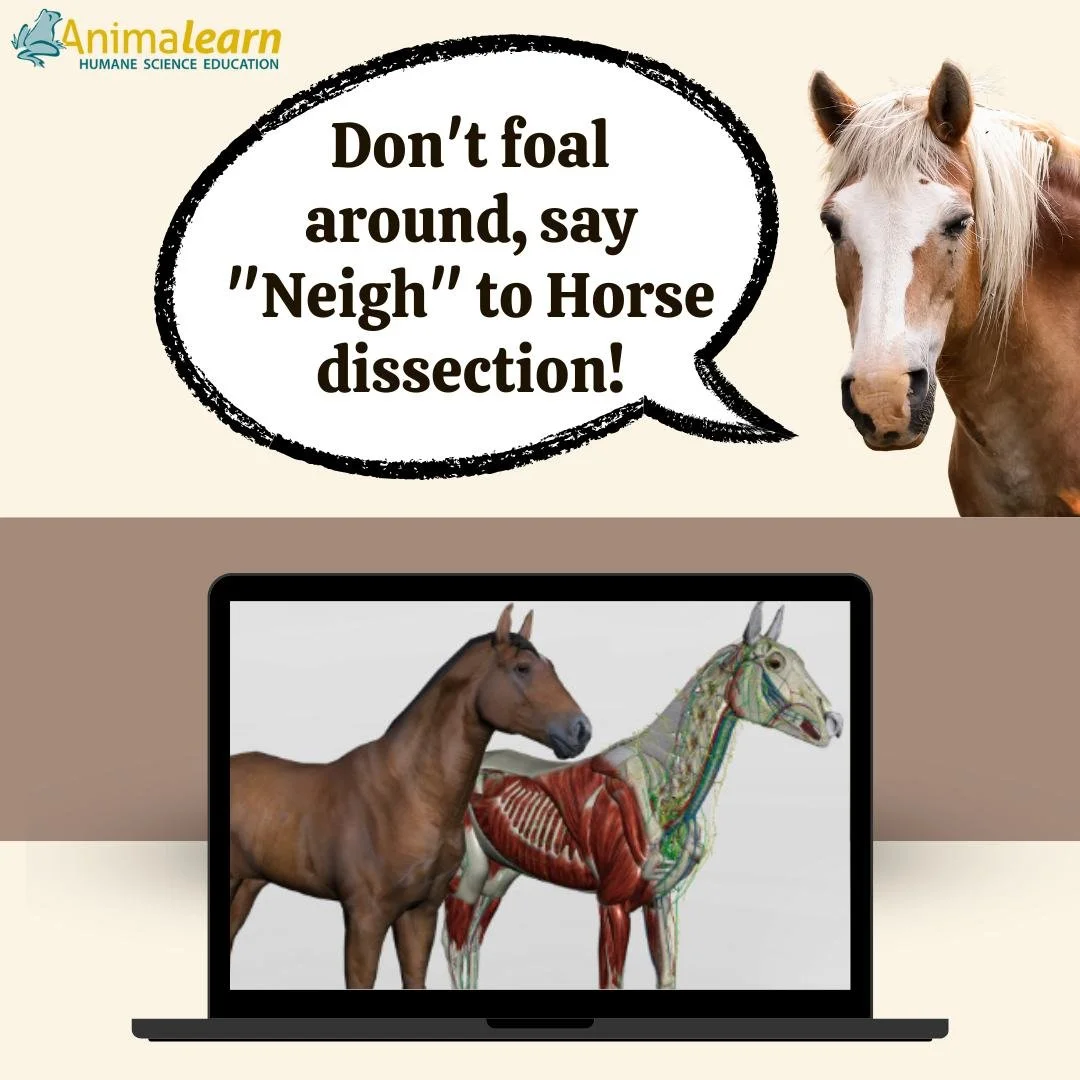 #ThrowbackThursday 🐴 Say "Neigh" or "Nay" to #horse #dissection. Use #humane alternatives! 🐎

#horses #humanescience #humaneeducation #teachers #scienceeducation #dissectiondoesntcutit #putthelifebackinlifescience #animalearn #s