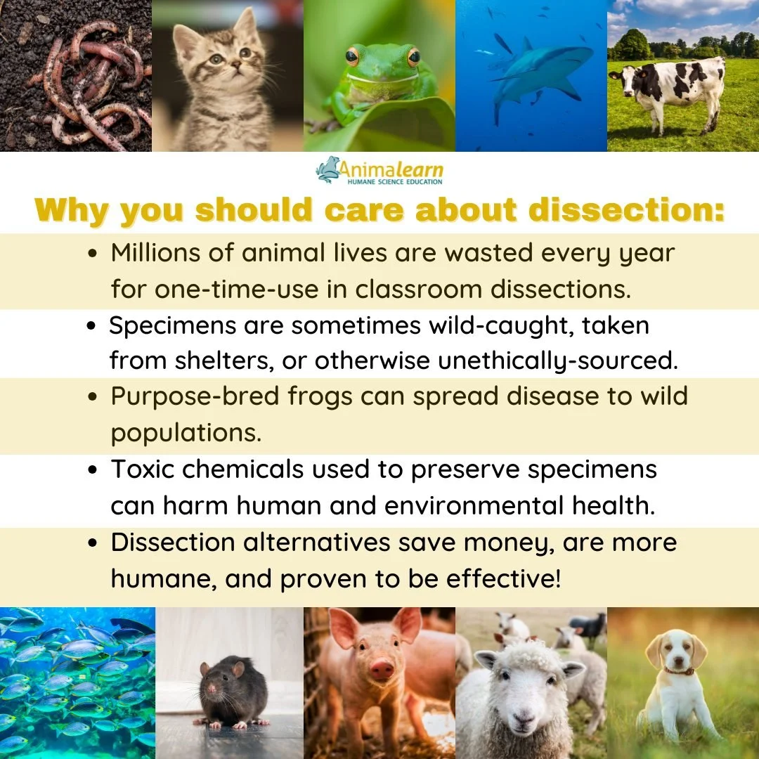 #ThrowbackThursday 🐸 No matter how much time has passed, this post never gets dated. 😺 Say "No!" to #animal dissection and "Yes!" to #humane alternatives! 🐷

#humanescience #humaneeducation #teachers #scienceeducation #dissecti