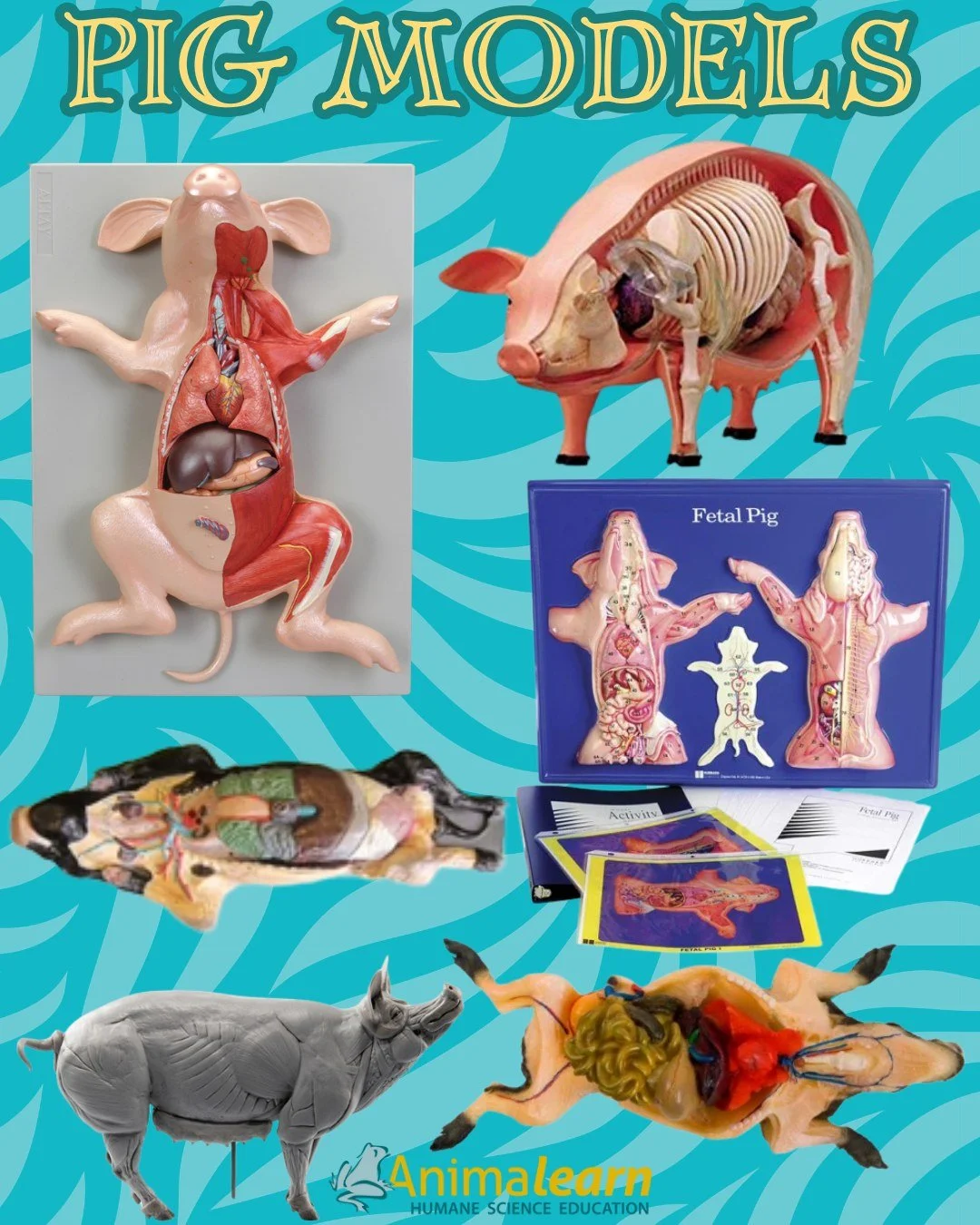 #ModelMonday It's not a pig-ment of your imagination! 🐷 The #Science Bank has a variety of #pig models that you can borrow for free.🐖

#pigs #humanescience #humaneeducation #teachers #scienceeducation #dissectiondoesntcutit #putthelifebackinlifesci