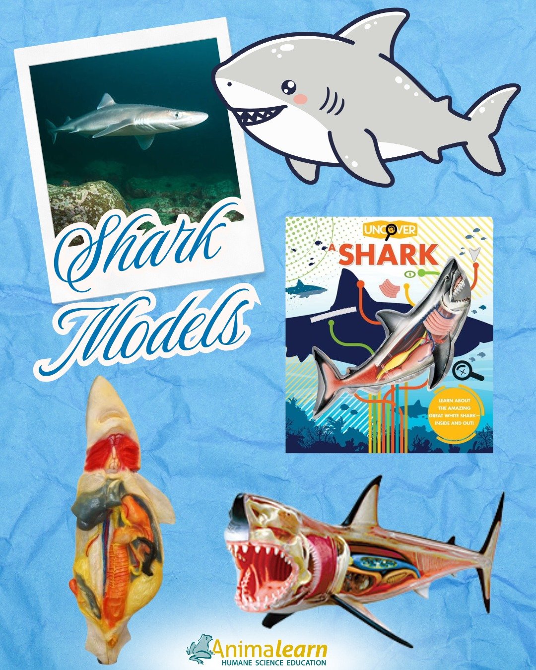 #ModelMonday 🦈 Don't miss out on our fin-tastic #shark models! Borrow one from The #Science Bank today! 🦈

#sharks #dogfish #dogfishshark #humanescience #humaneeducation #teachers #scienceeducation #dissectiondoesntcutit #putthelifebackinlifescienc
