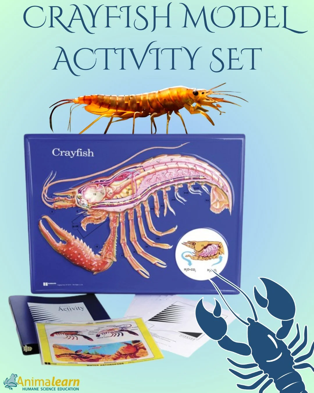 #ModelMonday Learn all about our #crayfish companions with the Crayfish Model Activity Set available on The #Science Bank. 🦞

#humanescience #humaneeducation #teachers #scienceeducation #dissectiondoesntcutit #putthelifebackinlifescience #animalearn