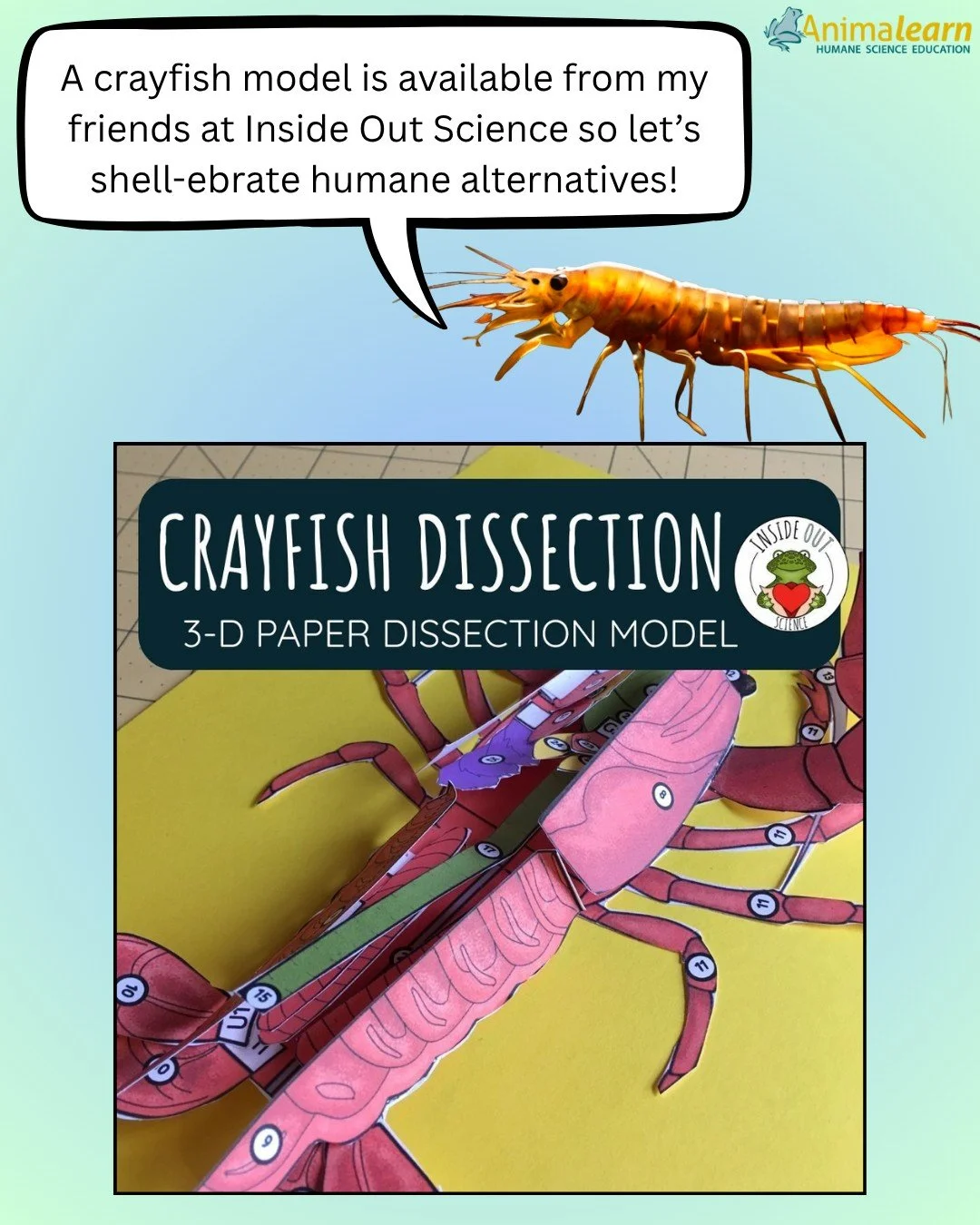 🦞It's time to shell-ebrate all of the claw-some #humane dissection alternatives! Especially this #crayfish model from @inside_out_science!🦞 

#humanescience #humaneeducation #teachers #scienceeducation #dissectiondoesntcutit #putthelifebackinlifesc
