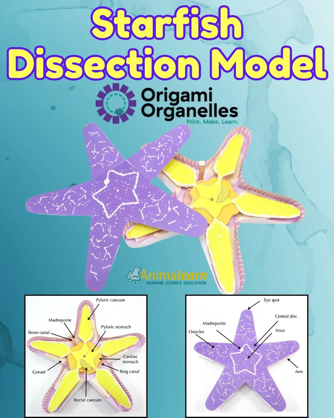 Learn about #starfish #anatomy without harming #seastars! ⭐ The perfect option to learn without harm is the Starfish #Dissection Models from @origamiorganelles.

#humanescience #humaneeducation #teachers #scienceeducation #dissectiondoesntcutit #putt