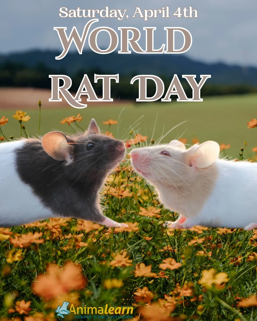 Today is #WorldRatDay! 🐀 You can celebrate our rat-ical pals by purchasing @leapingbunnyprogram approved products, which means they weren't tested on #animals, and by saying "No!" to #rat dissection! 🐀

#rats #humanescience #humaneeducati