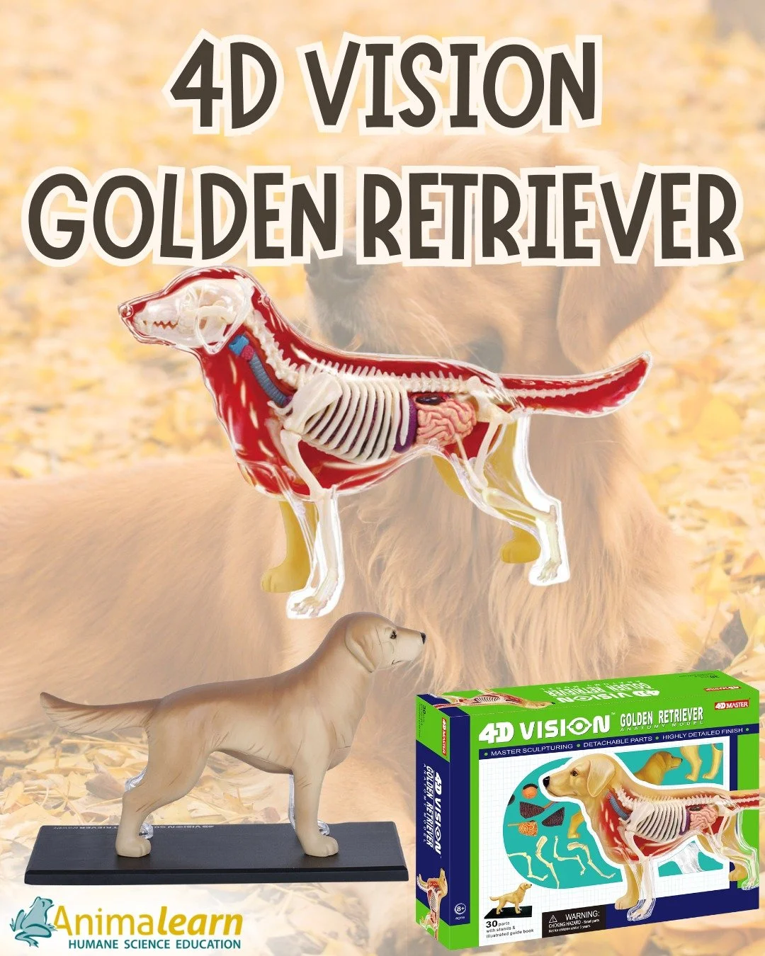 #ModelMonday 🐕 Take a look at the #anatomy of our #canine companions without harming them! 🐕 Borrow the 4D Vision #GoldenRetriever model from The #Science Bank! 

#dog #dogs #goldenretrievers #humanescience #humaneeducation #teachers #scienceeducat