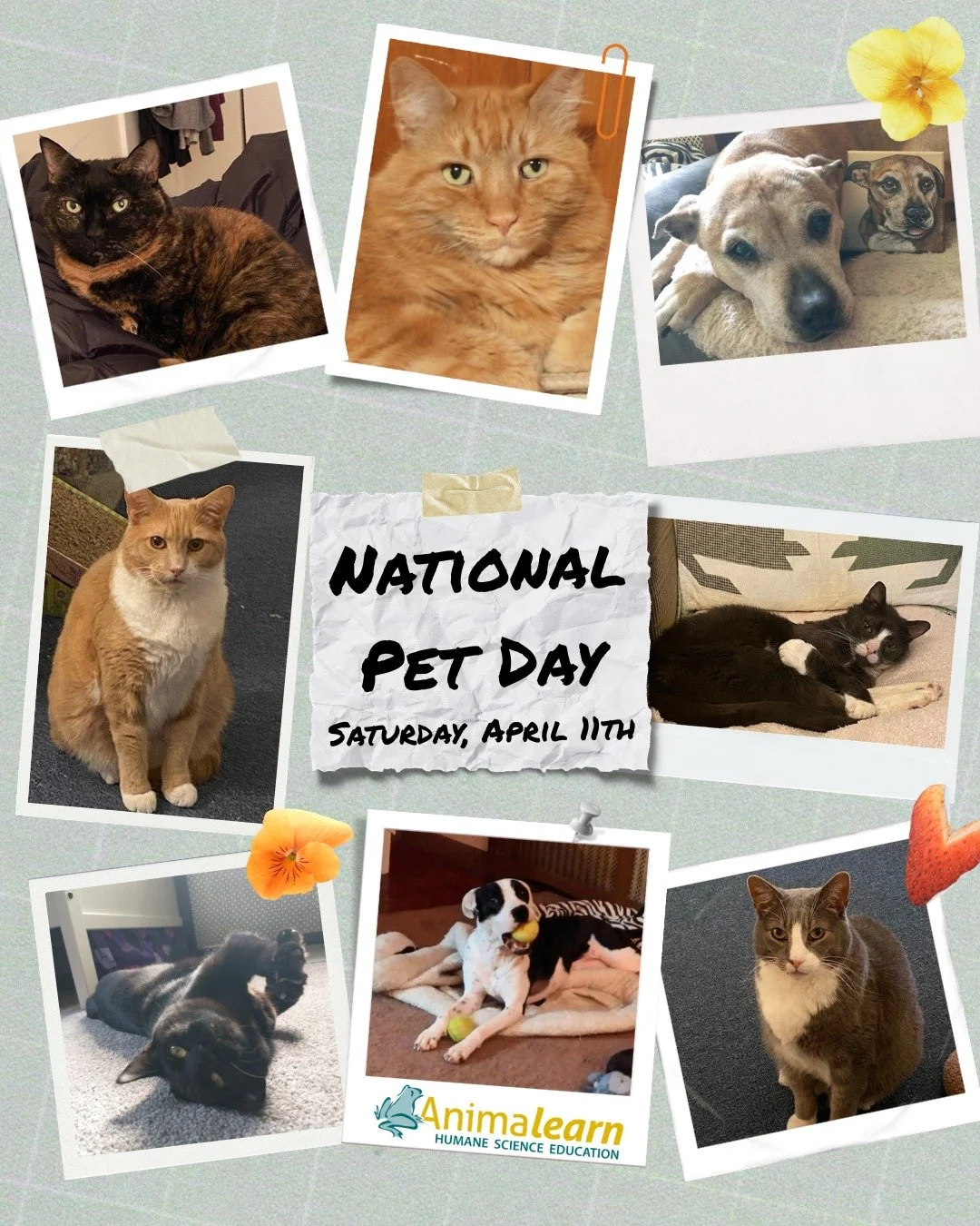 Tomorrow is #NationalPetDay! Cheers from our #animal companions to yours! Give them some extra love today. 😻 

#humanescience #humaneeducation #teachers #scienceeducation #dissectiondoesntcutit #putthelifebackinlifescience #animalearn #science #life