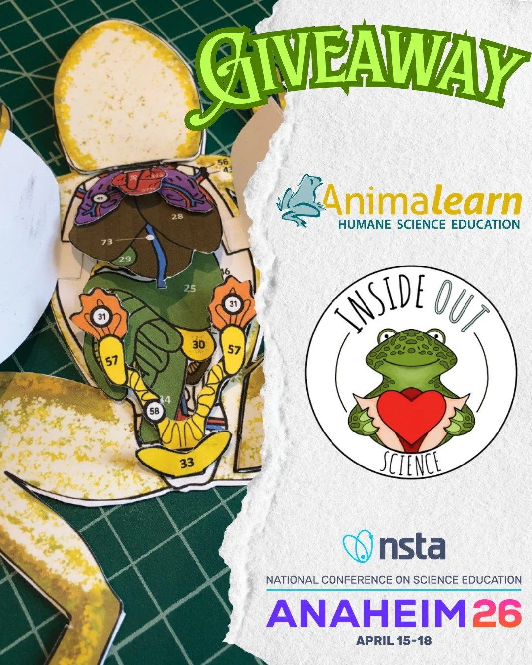 Learn about the insides and outsides of #anatomy with a model from our partner, @inside_out_science! Stop by Booth 624 at #NSTASpring26 for a chance to win a model of your choice!  @official_nsta 

#humanescience #humaneeducation #teachers #scienceed
