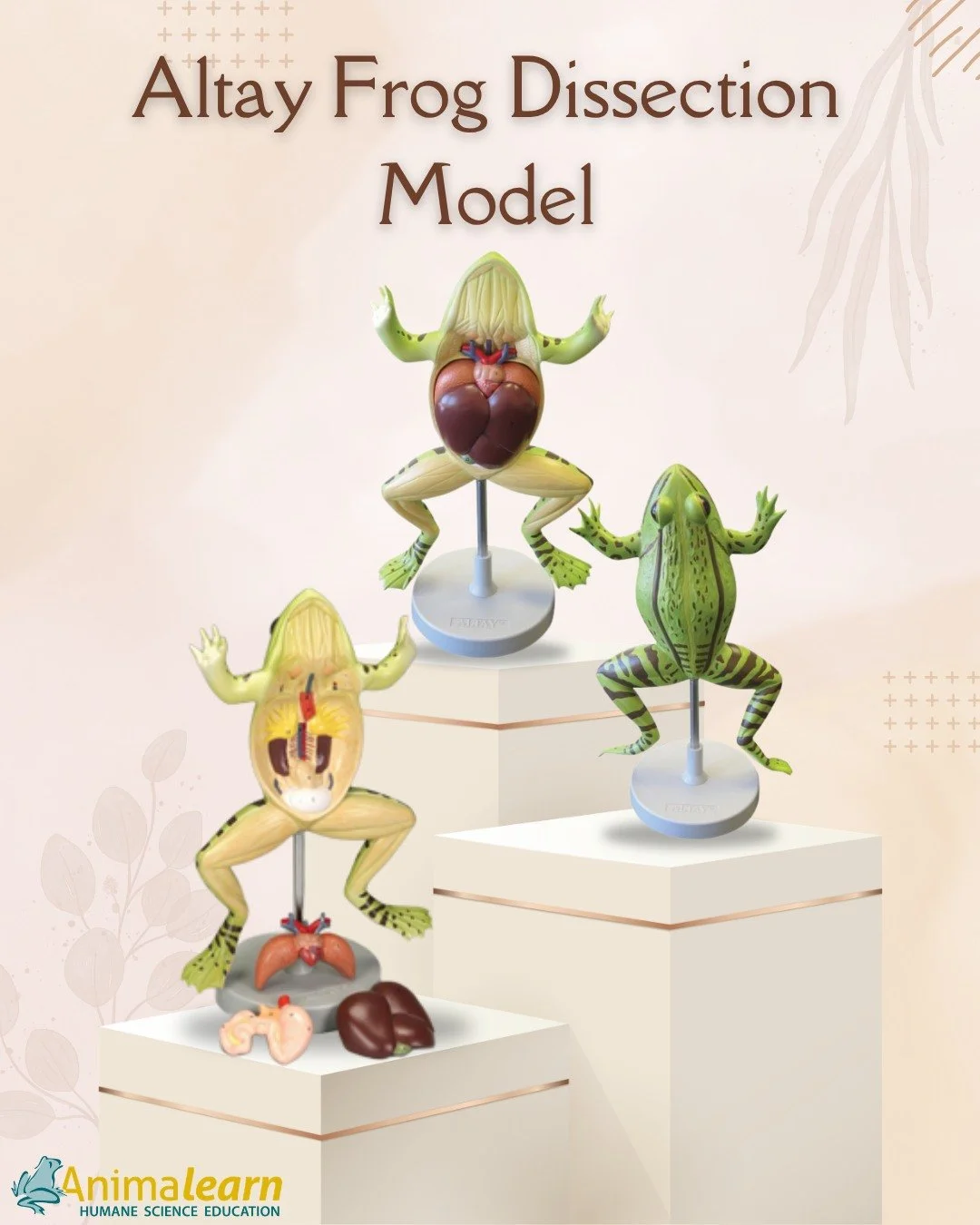 #ModelMonday 🐸 Don't frog-get about all of the ribbit-ing #frog models we have on The #Science Bank. 🐸 The Altay Frog Dissection Model is a MUST for all of your #humane science #education needs! 

#frogs #humanescience #humaneeducation #teachers #s