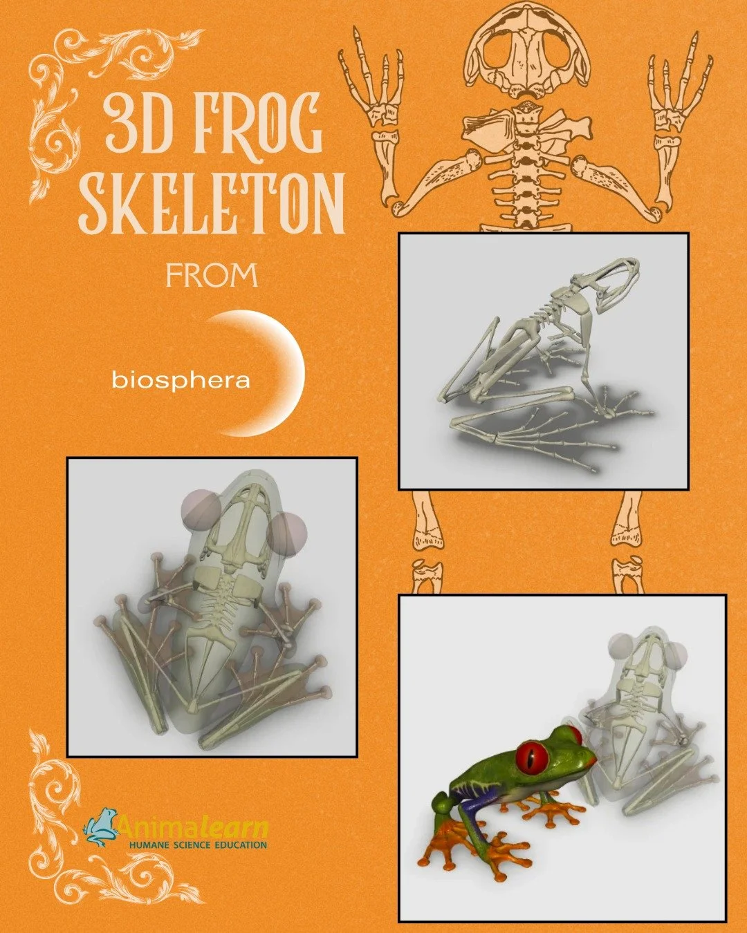 #TechTuesday 🐸 Did you know that the #3D #Frog #Skeleton interactive software from @biosphera3d is FREE? 

#frogs #edtech #humanescience #humaneeducation #teachers #scienceeducation #dissectiondoesntcutit #putthelifebackinlifescience #animalearn #sc