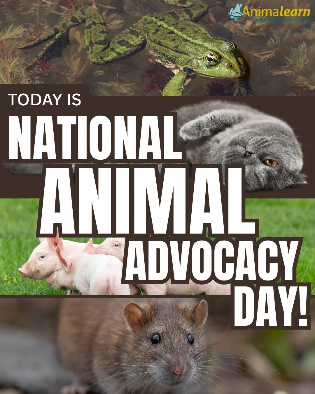 Today is #NationalAnimalAdvocacyDay! You can #advocate for #animals today, and every day, by saying "No!" to dissection in #science #education and by saying "Yes!" to #humane #animal alternatives. 🐸😺🐷 

#humanescience #humaneed