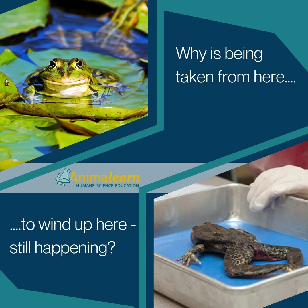 #ThrowbackThursday to a question that is unfortunately still valid. 🐸 

#humanescience #humaneeducation #teachers #scienceeducation #dissectiondoesntcutit #putthelifebackinlifescience #animalearn #science #lifesciences #anatomy #biology #scienceteac
