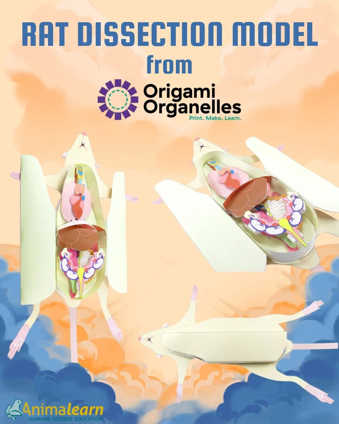 🐀 Our friends at @origamiorganelles has one of our favo-rat #rat dissection models.🐀 

#rats #humanescience #humaneeducation #teachers #scienceeducation #dissectiondoesntcutit #putthelifebackinlifescience #animalearn #science #lifesciences #anatomy