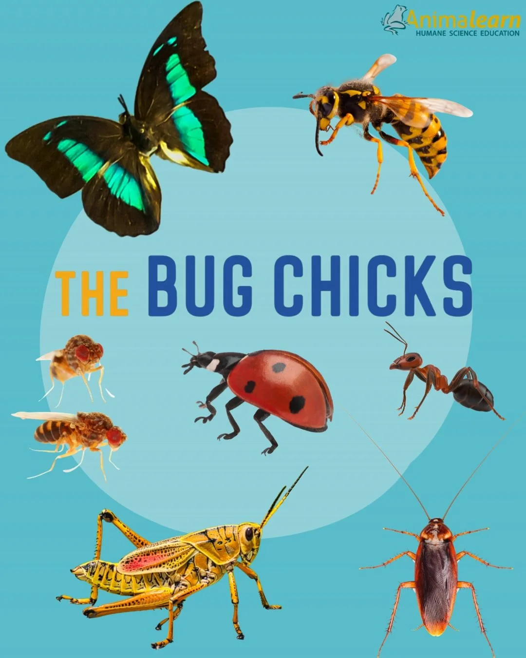 #TechTuesday 🐜 All about #bugs! 🐝Our friends, @thebugchicks, offer a variety of free, affordable, and premium resources for #teachers and #parents to use at home &amp; the classroom. 🐞 Visit: https://www.thebugchicks.com/ 🦋🦗🪳🪰

#bug #humanesci