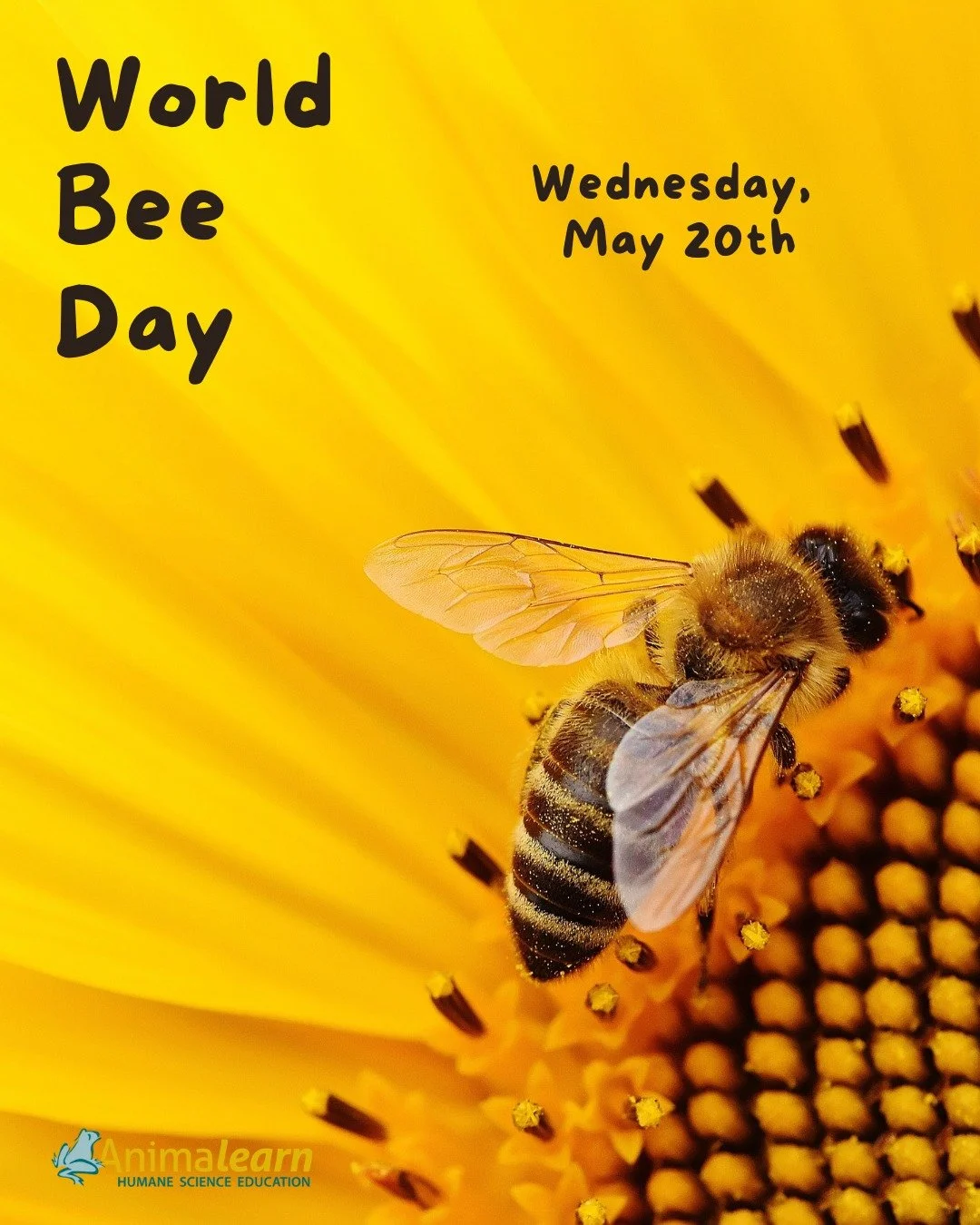 🐝 Today is #WorldBeeDay!🐝 You can help protect our #pollinator pals by planting native plants, not using chemicals in your yard, and by creating a #bee-friendly habitat. 🐝 

#bees #humanescience #humaneeducation #teachers #scienceeducation #dissec