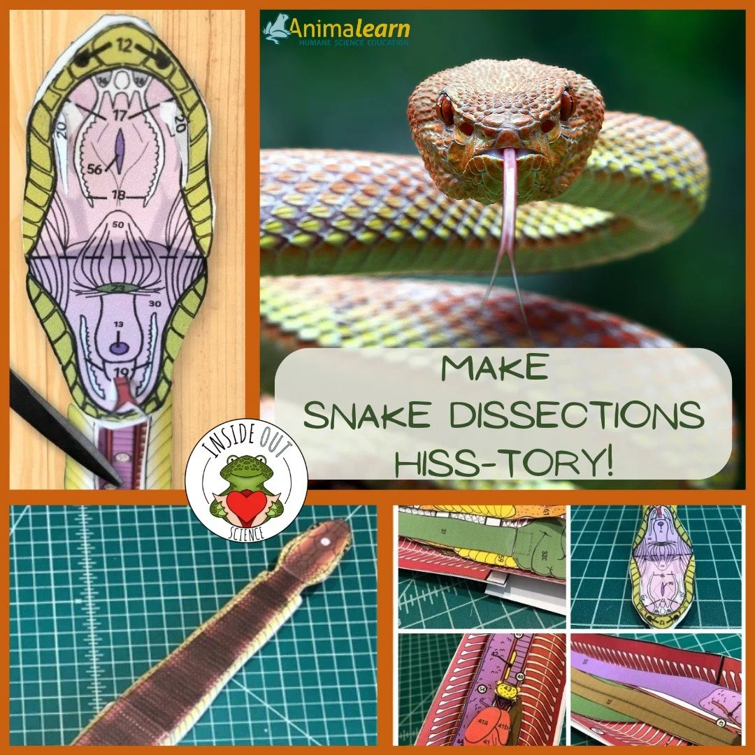 #ThrowbackThursday 🐍 We're ssso happy to make #snake dissections hiss-tory in ssscience #education with the @inside_out_science snake dissection model! 🐍 

#snakes #humanescience #humaneeducation #teachers #scienceeducation #dissectiondoesntcutit #
