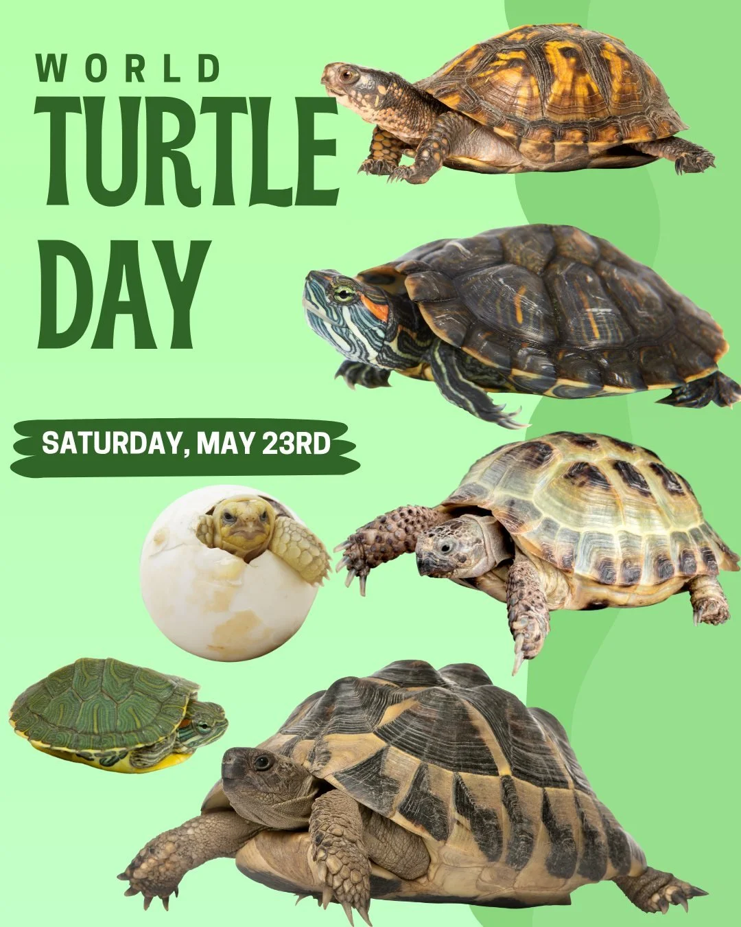 🐢 Tomorrow is #WorldTurtleDay! You can shell-ebrate our #reptile friends by treating #turtles and the habitats with kindness. 🐢 

#turtle #reptilian #tortoise #humanescience #humaneeducation #teachers #scienceeducation #dissectiondoesntcutit #putth