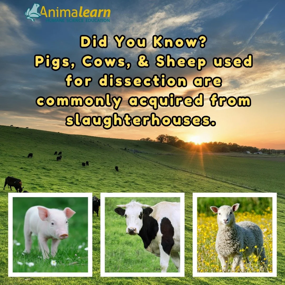 #ThrowbackThursday Have you ever questioned where the #pigs, #cows, and #sheep used for dissection come from? 🐖🐑🐄 

#humanescience #humaneeducation #teachers #scienceeducation #dissectiondoesntcutit #putthelifebackinlifescience #animalearn #scienc