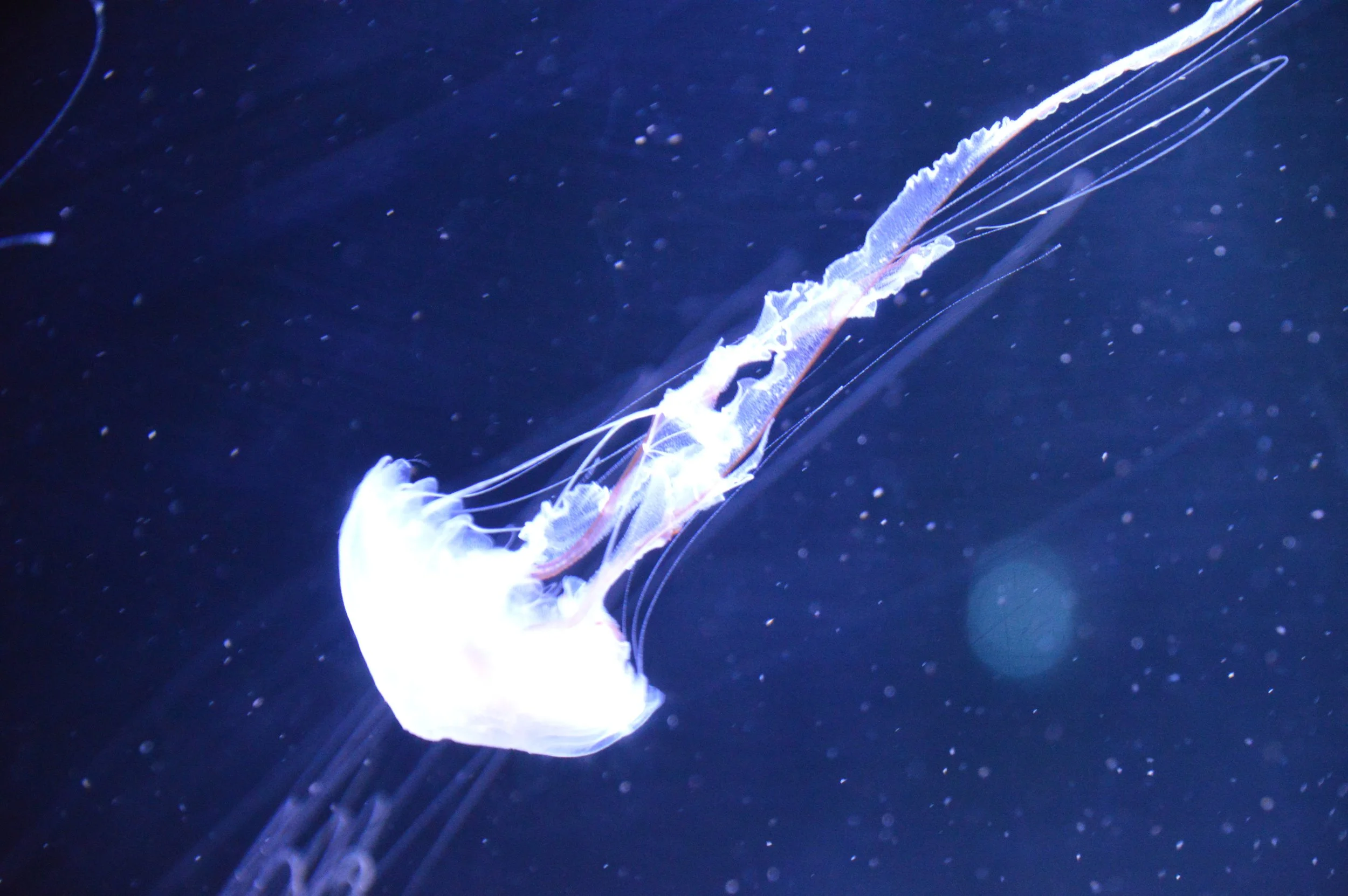 Jellyfish 10 AQLA 3-202.JPG