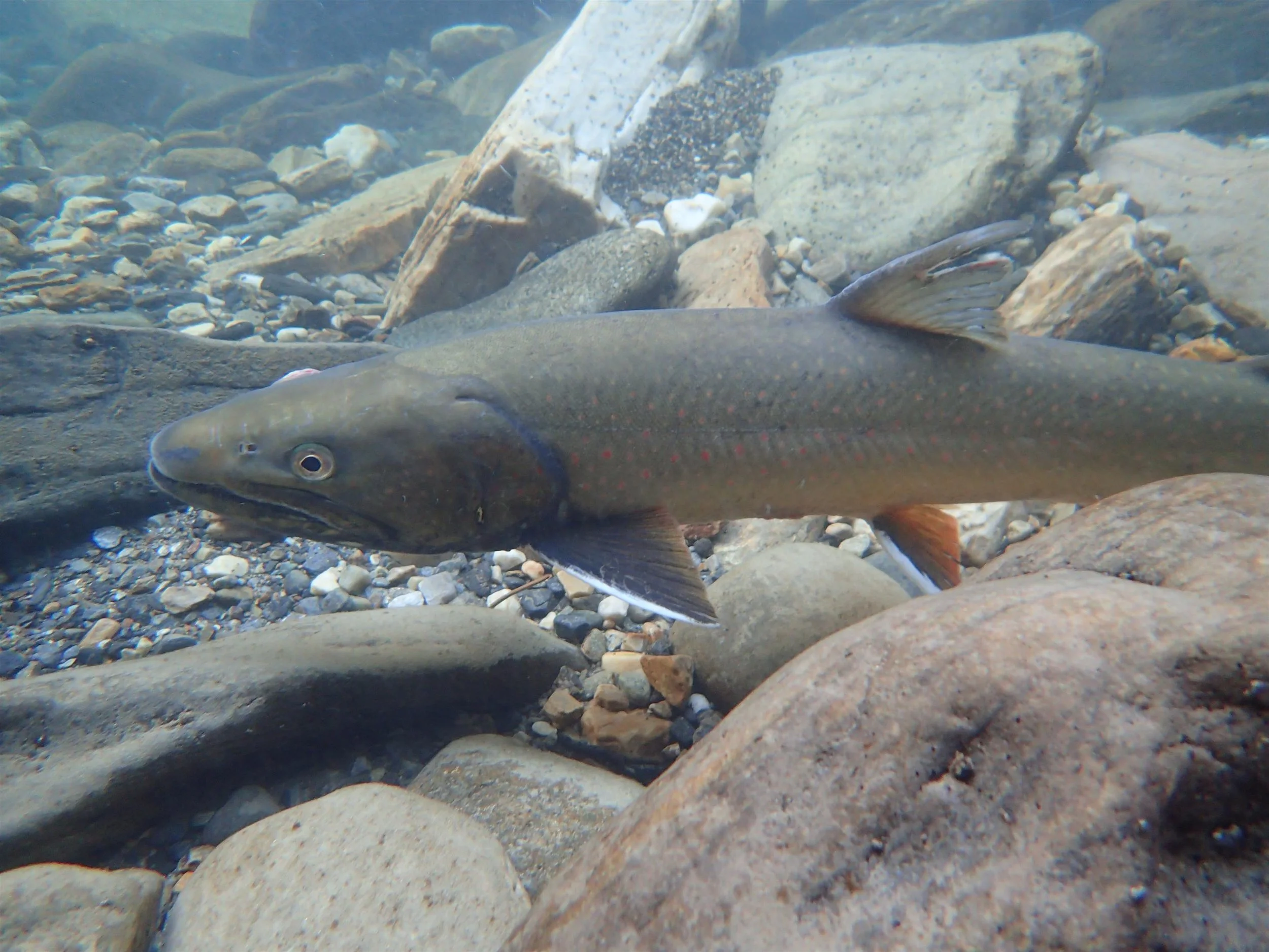 Kootenay Lake Bull Trout Redd Surveys — Masse Environmental