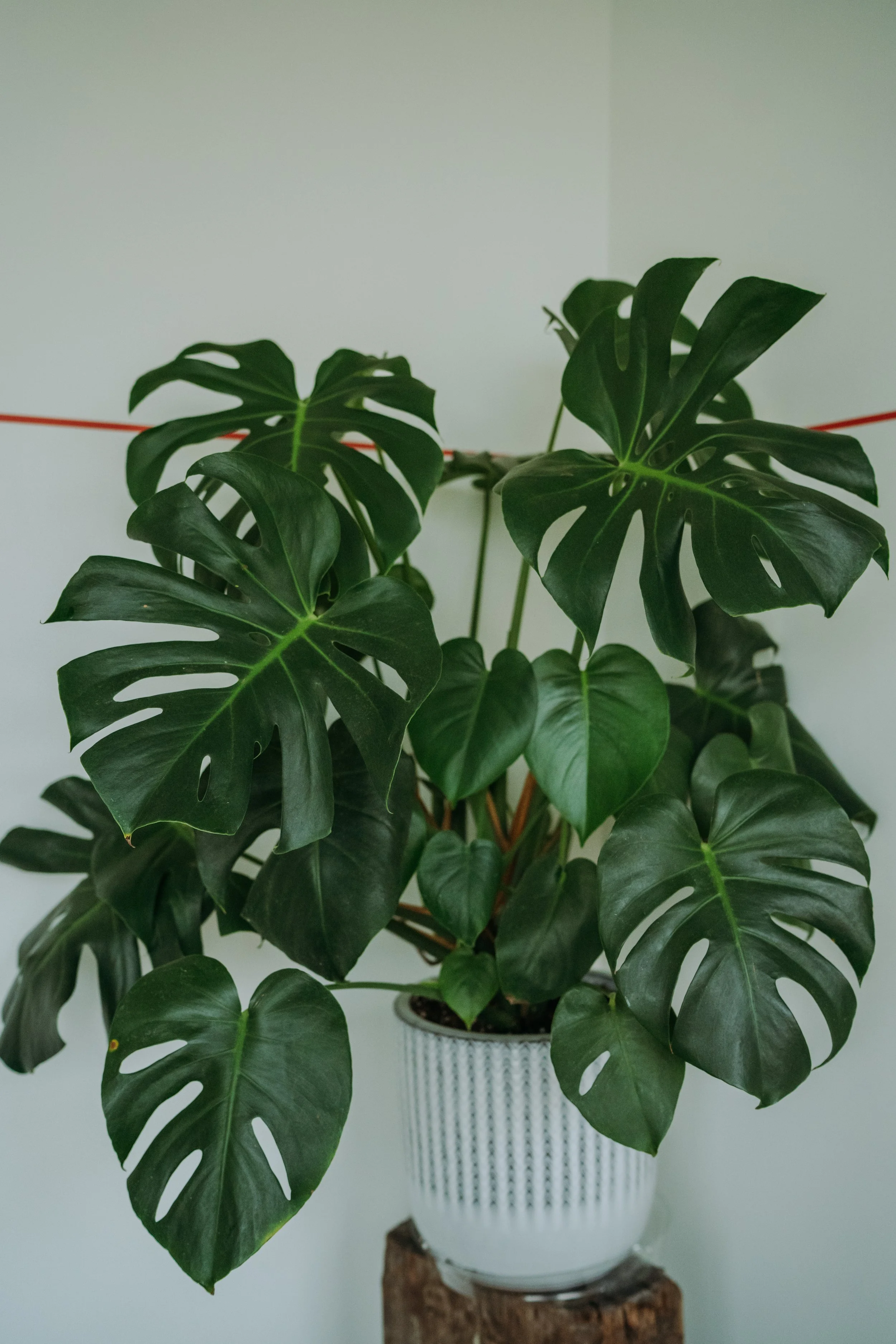 A potted Monstera plant with large, dark green, split leaves in front of a plain light-colored wall.