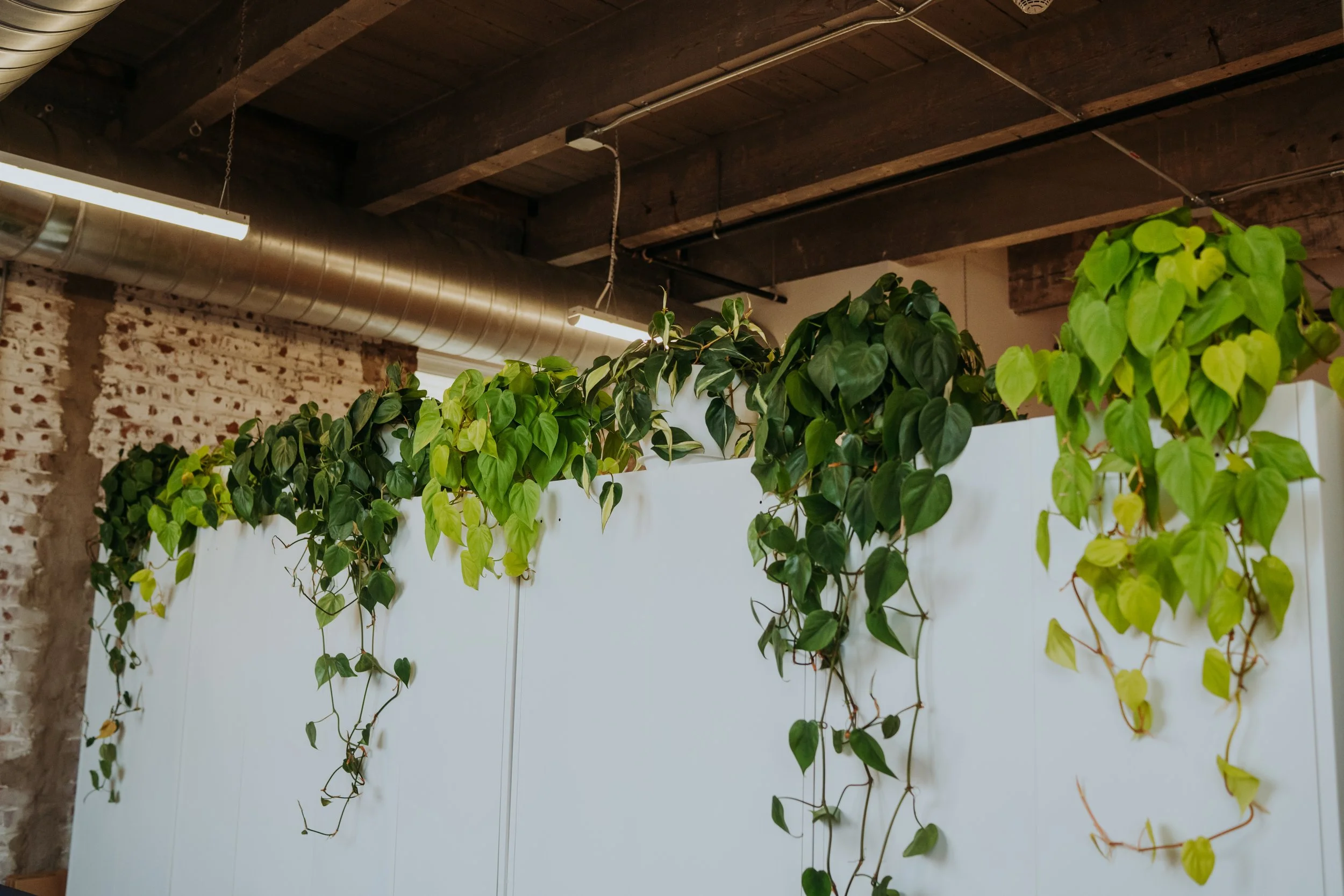 Indoor space with a white partition and green hanging plants, exposed brick wall, and industrial-style ceiling with wooden beams and ductwork.