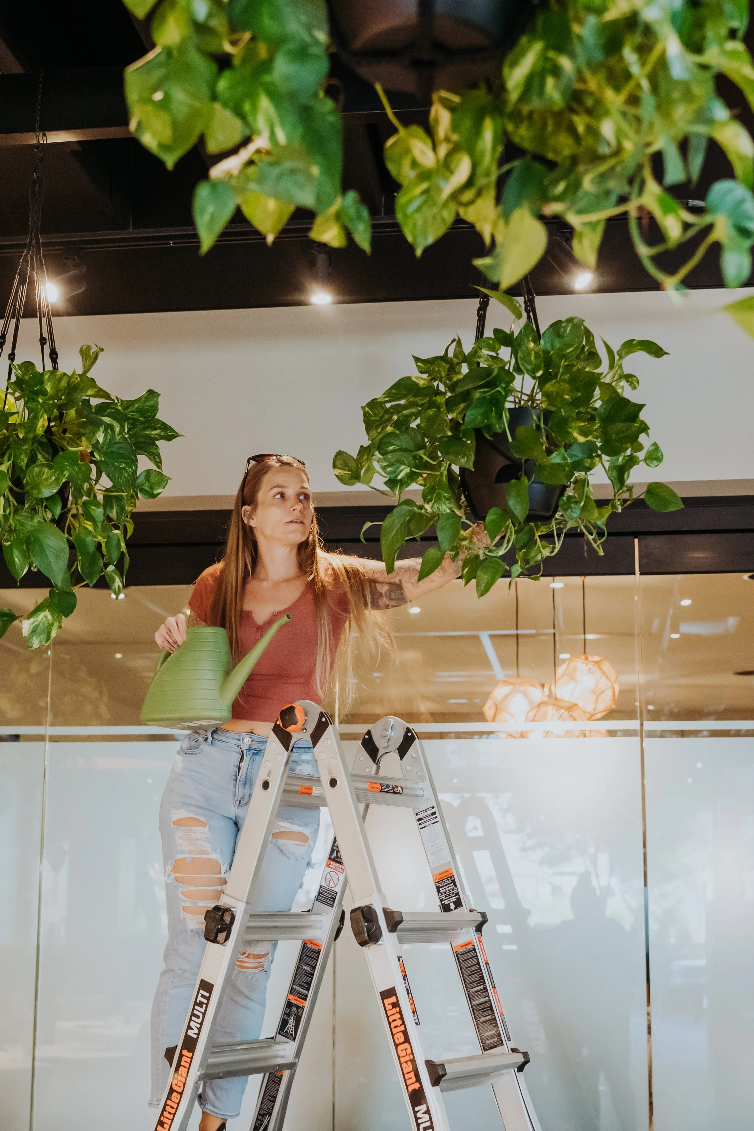 A woman standing on a ladder watering hanging potted plants inside a modern building with glass walls and hanging lights.
